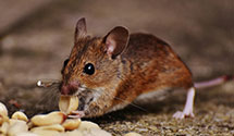 24 Hour & Emergency Exterminators in Coles, MS